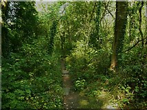 SE1026 : Path in the Shibden Park woodland, Northowram by Humphrey Bolton