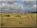 Parched grazing off Brentwood Road (A128)