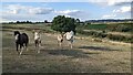 Horses at Eardington Bank