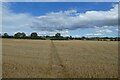 Path through an arable field