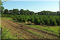 Christmas tree farm by Cumpton Hill Road