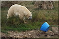 Polar Bear playing with blue bucket, Yorkshire Wildlife Park