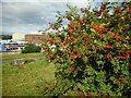 A good crop of berries