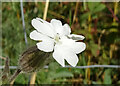 White Campion (Silene latifolia)