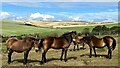 TQ5401 : Exmoor ponies on Lullington Heath - view to the north by Ian Cunliffe