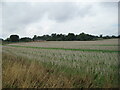 Stubble field near Colkirk