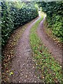 Hedge-lined dead-end road, Llanfihangel Tor-y-Mynydd