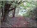 Path, Knighton Wood