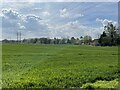 Wheat field near Hacheston