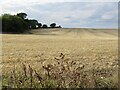 Stubble, Hut and Lodge Farm