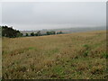 Wheat stubble at Hillend