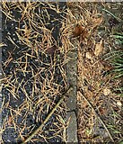 H4772 : Fallen pine needles, Cranny by Kenneth  Allen