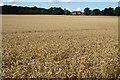 Wheat field and White Ladies Farm