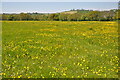 SX4188 : Buttercup field by Bob Walters