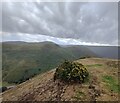 SO4494 : Gorse bush on Bodbury Hill by Mat Fascione