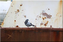 NX1898 : Pigeon at Sea, Girvan by Billy McCrorie