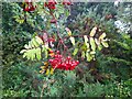 Rowan Berries