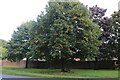 Tree by Farnborough Road, Aldershot