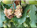 TQ8933 : Knopper galls on acorns by Phil Brandon Hunter