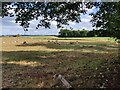 Sheep and farmland at Woodside Farm