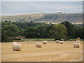 The Westbury horse above the straw bales