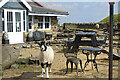 NZ0043 : Sheep in the Tea Garden by Des Blenkinsopp