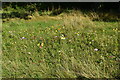 Wildflowers, Broadham Green