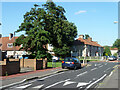 Trees at crossing of Winterbourne Road and Waldegrave Road, RM8