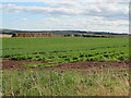 NT9167 : Farming landscape at St Abb's by M J Richardson