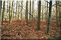 Conifers, Old Park Wood