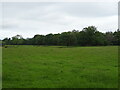 Grazing towards Boveney Wood