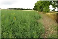 Sunflowers in the field margin