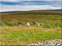 NG4951 : Sheep Grazing at the Side of the Road near Bride's Veil by David Dixon