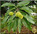 Sweet chestnut fruits and leaves