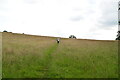 Footpath through meadow