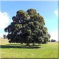 A tree seen from Leathley Lane (B6161), Leathley