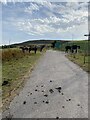 Friendly horses encountered on the way to Wild Bank Hill