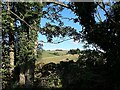 NY7766 : Vindolanda - View through the hedge on the approach by Rob Farrow