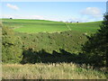 Hillside of gorse