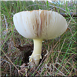 NJ0040 : Fungus by Anne Burgess