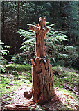 NJ0038 : Tree Stump (1) by Anne Burgess