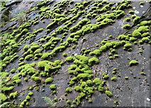 NJ0328 : Mossy Rock Face by Anne Burgess