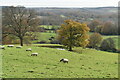 High Weald view