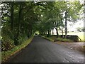 Tree lined road towards Bowscar