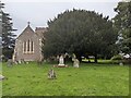 Yew tree at St. Bartholomew