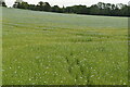 Flax field