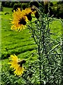 Sow thistles mixed with gorse, Mallabeny