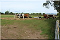 Cattle feeding in roadside field