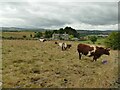 Cattle at Hall Bower