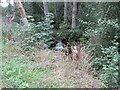 Tiny waterfall near Tullybelton